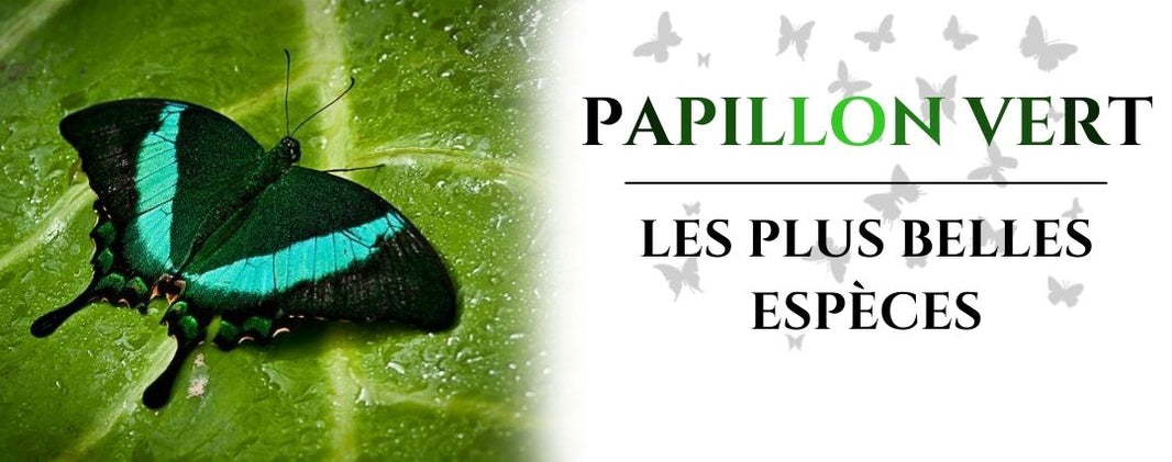 papillon vert