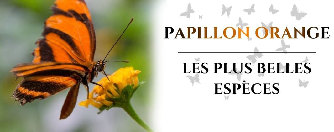 papillon orange