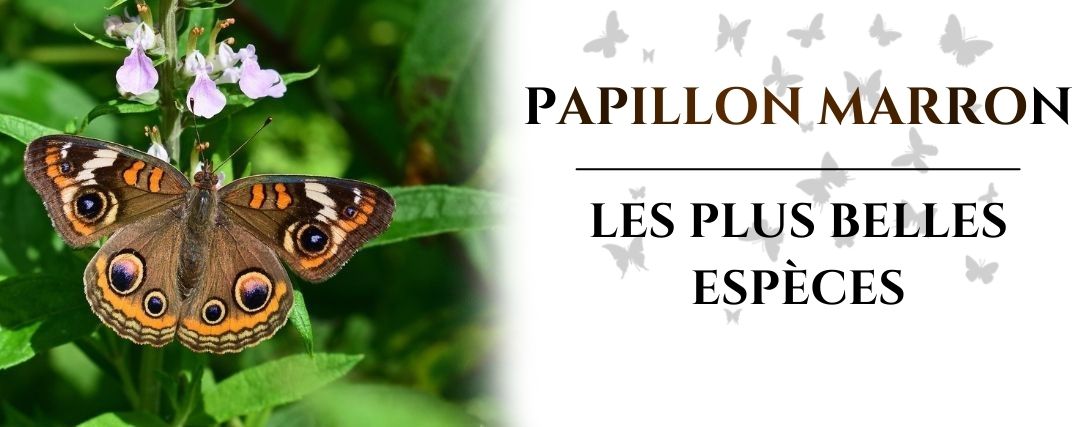 papillon marron