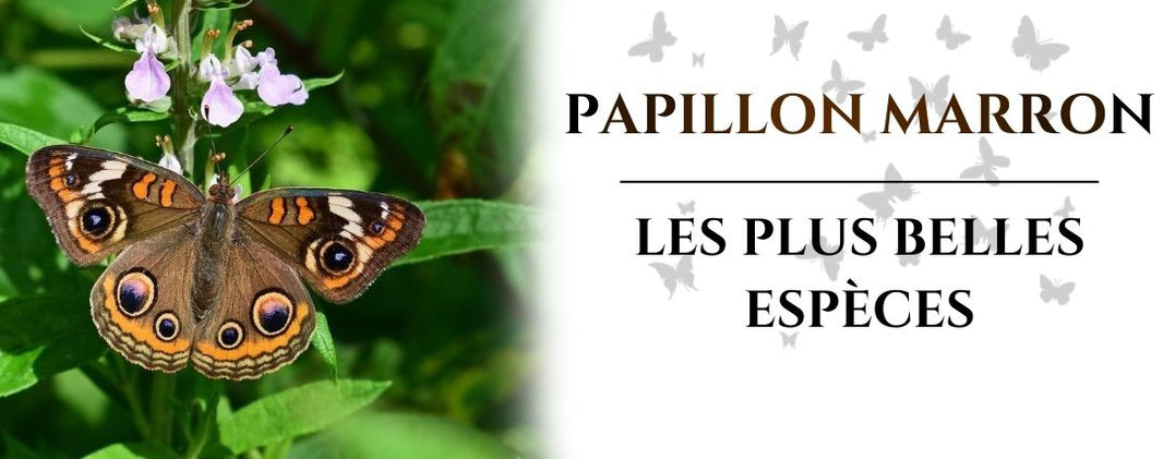 papillon marron