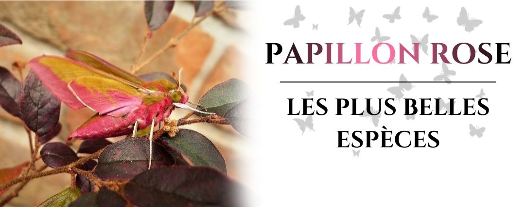 papillon rose