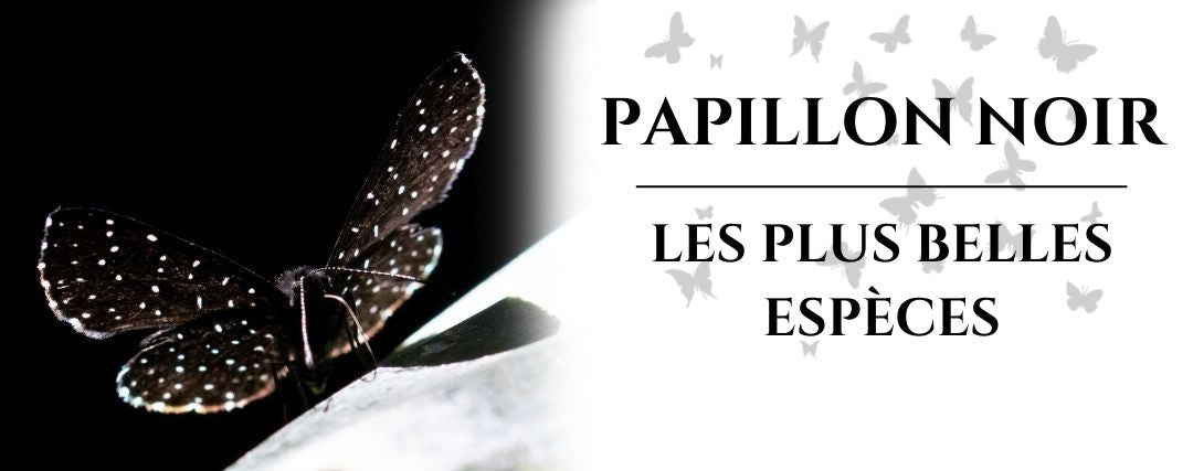papillon noiir