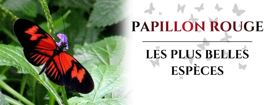 papillon rouge