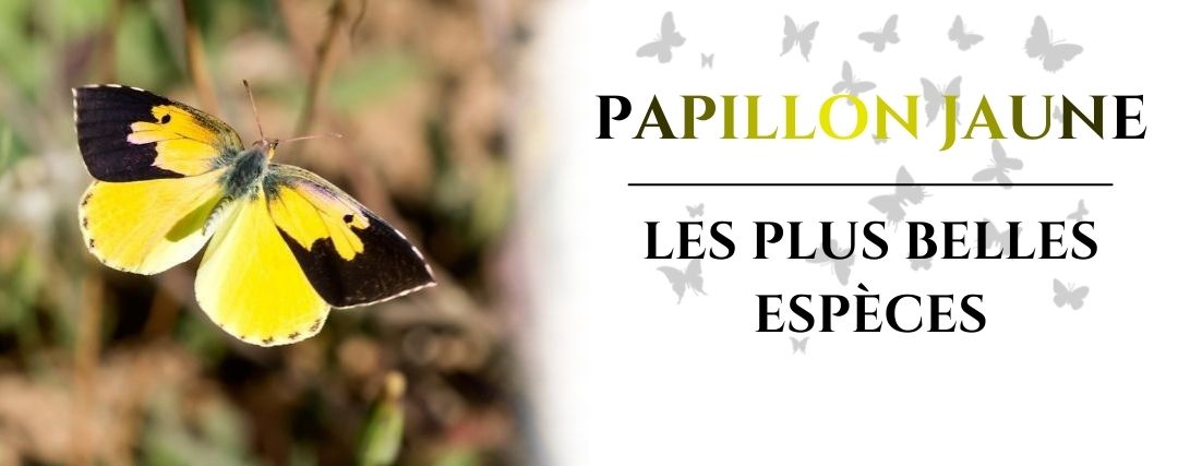 papillon jaune