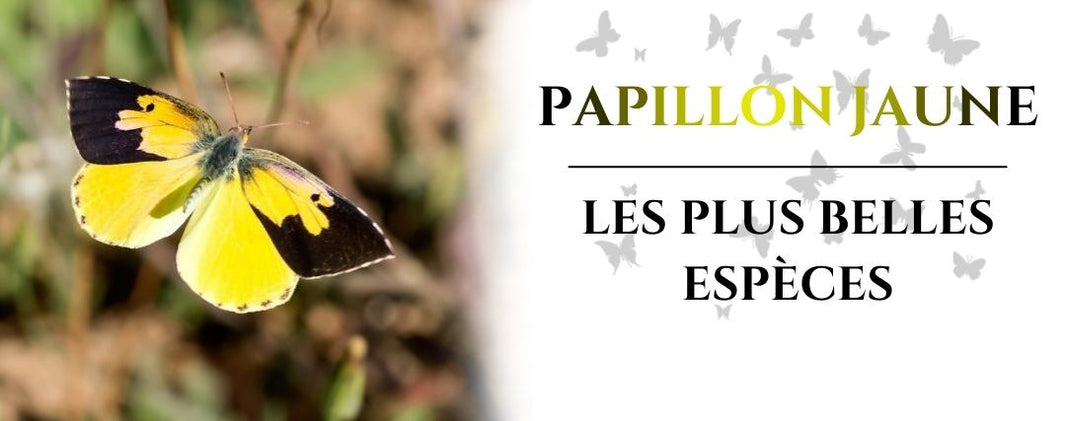 papillon jaune