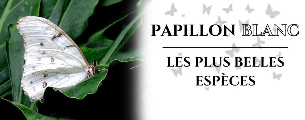 papillon blanc