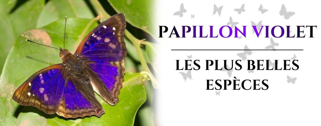papillon violet