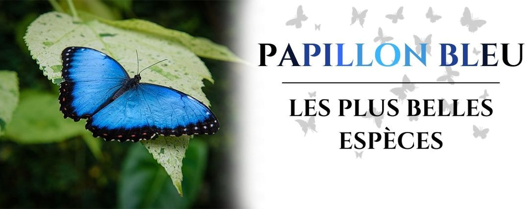 Papillons bleus