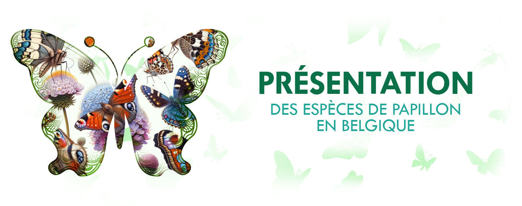 Papillon-en-belgique