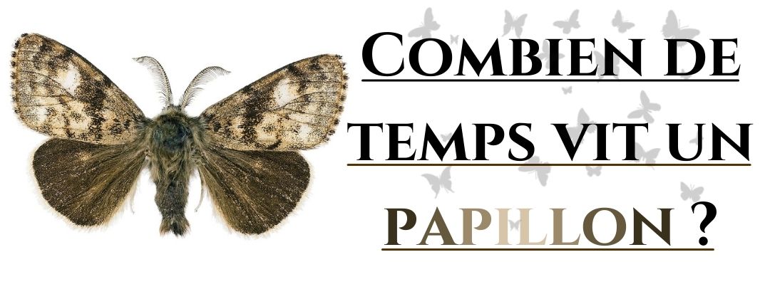 Combien de temps vit un papillon ?