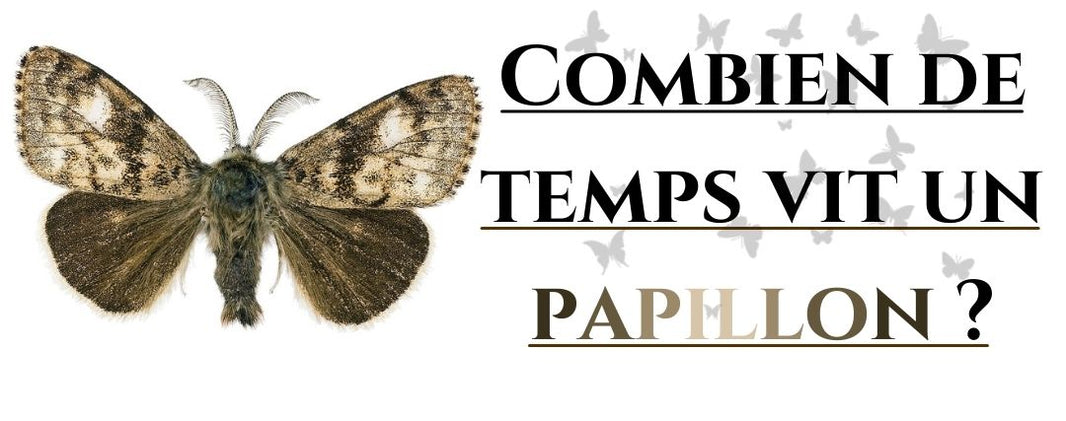 Combien de temps vit un papillon ?