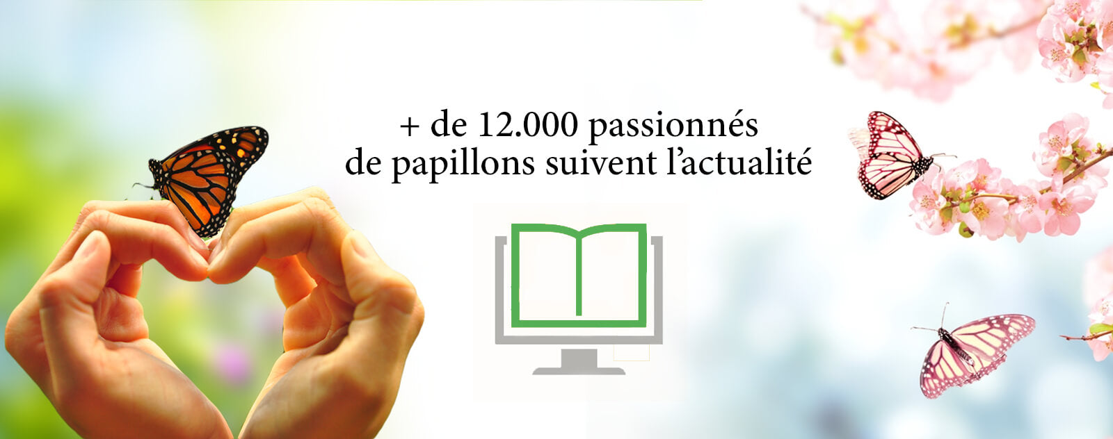 blog-france-papillon