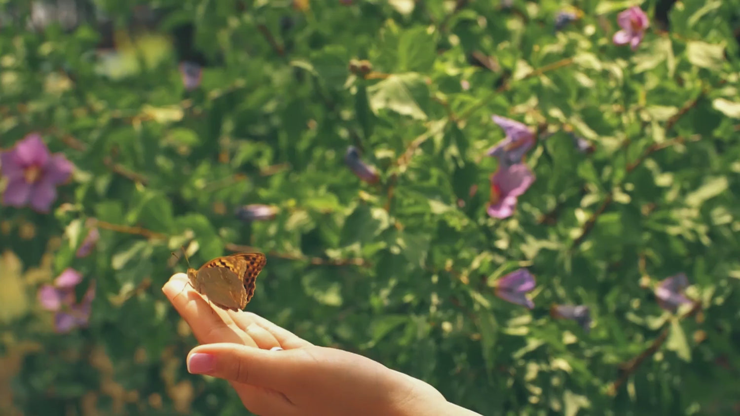 papillon-volant