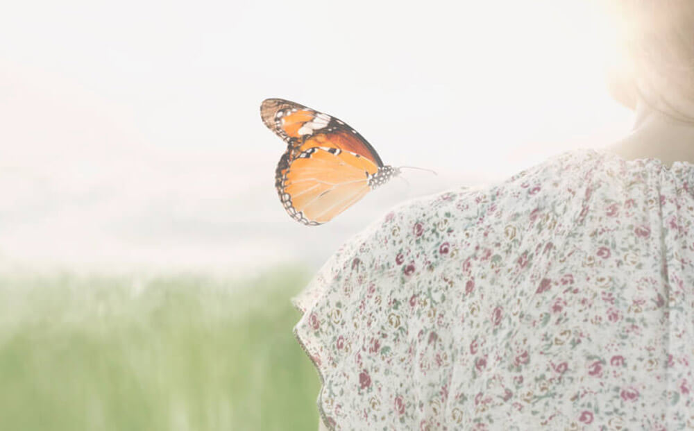 site-pour-papillon