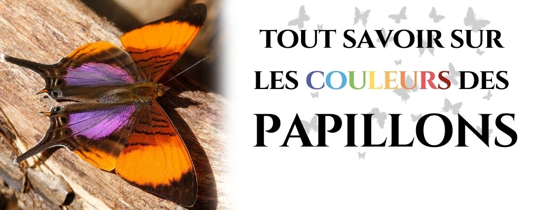 papillon couleur