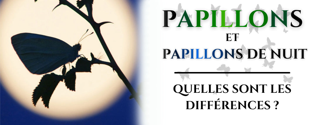 Différences entre papillon et papillon de nuit