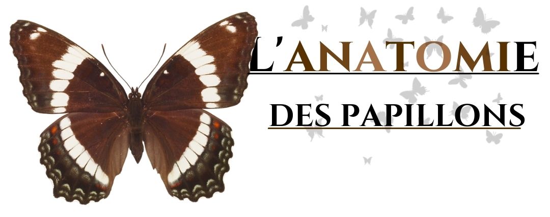 L'anatomie des papillons