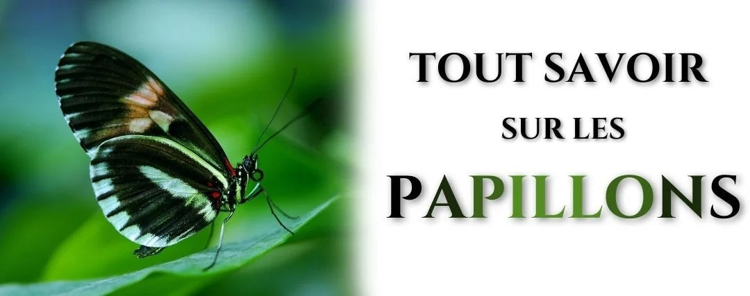 les papillons