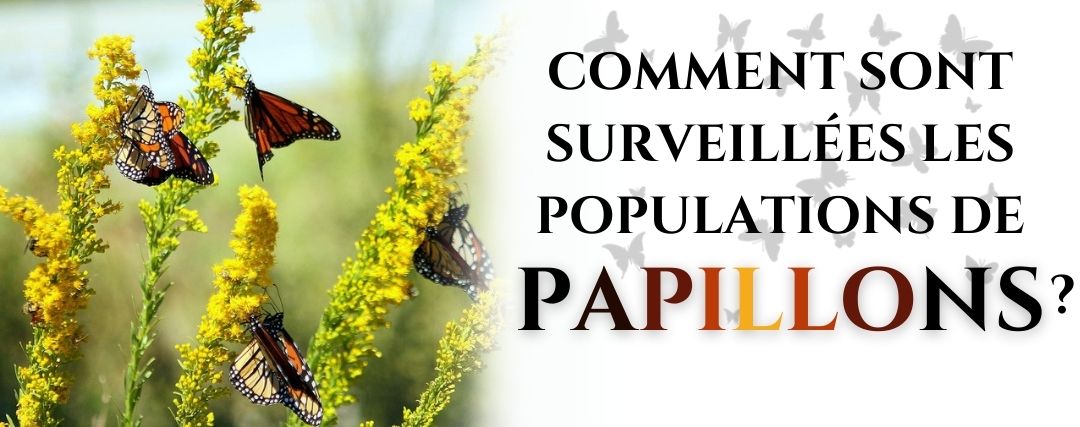 population de papillons