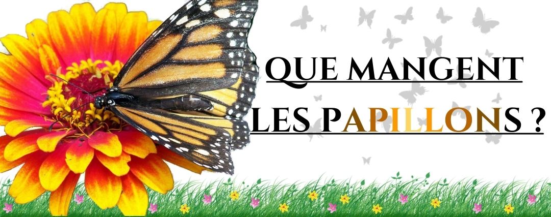 que mange un papillon