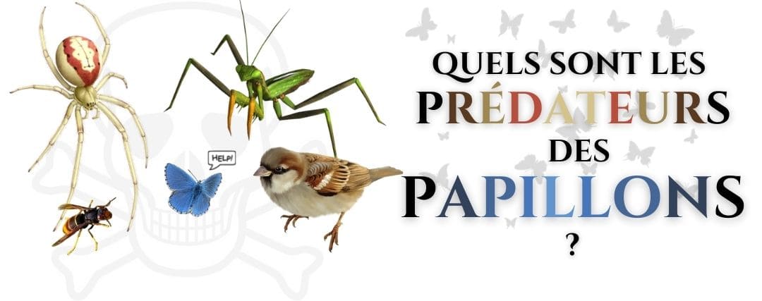 prédateurs des papillons