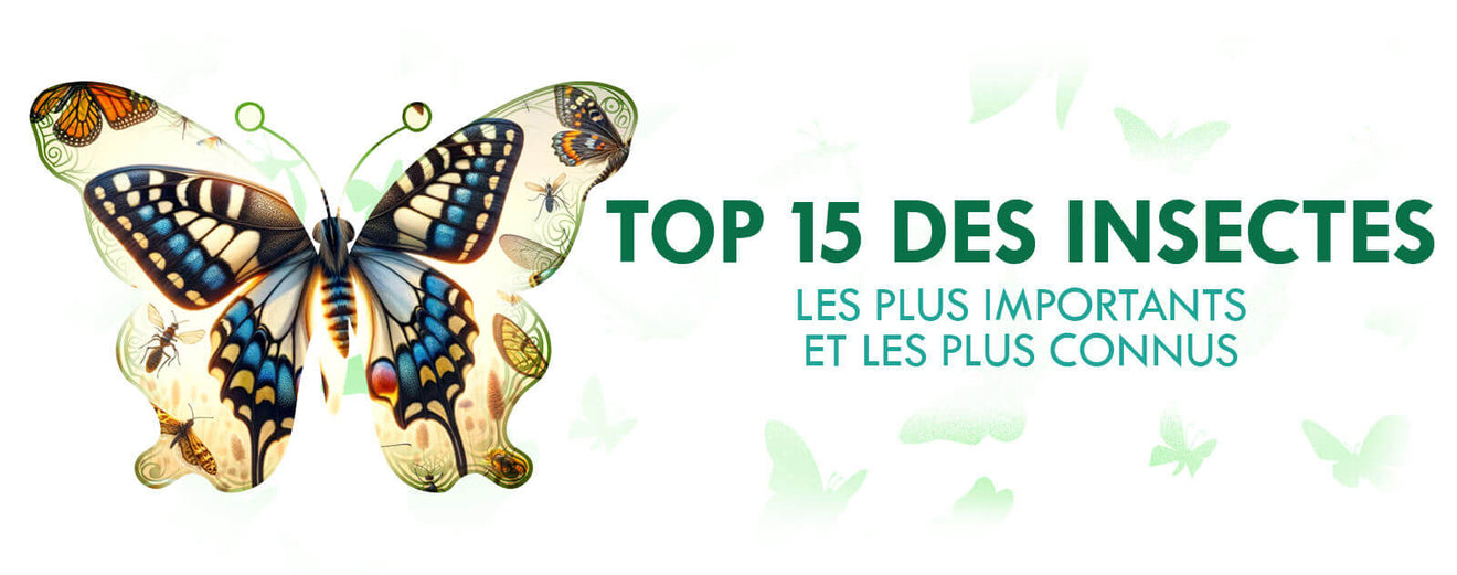 Quels sont les insectes les plus importants : Papillon, Abeille ...