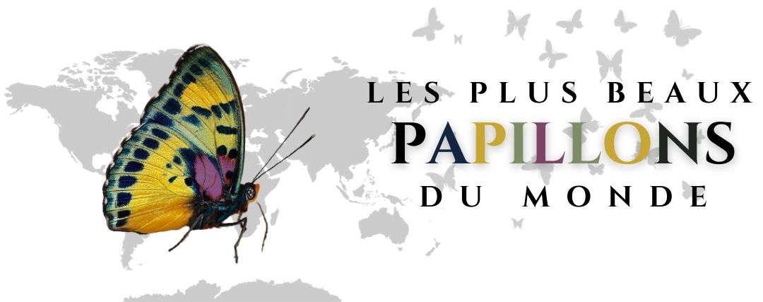 les plus beaux papillons du monde