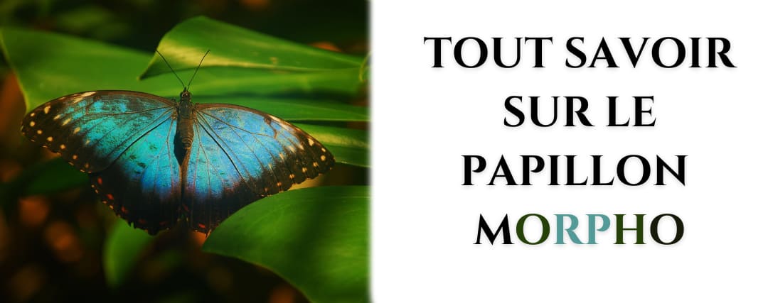 papillon morpho