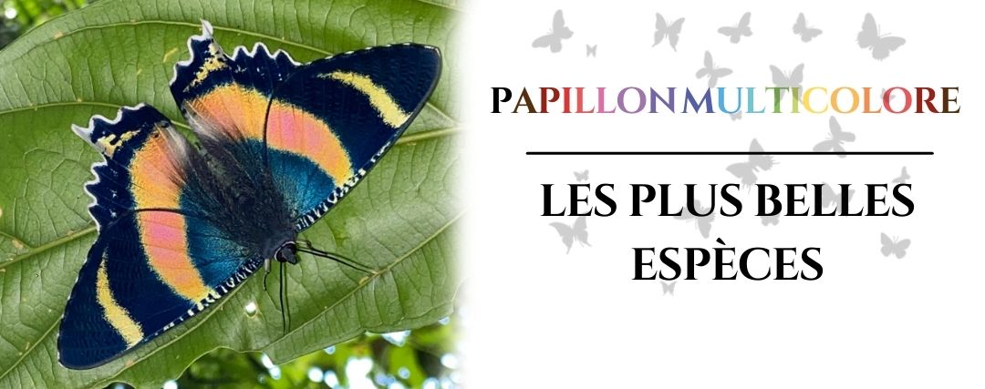 papillon multicolore