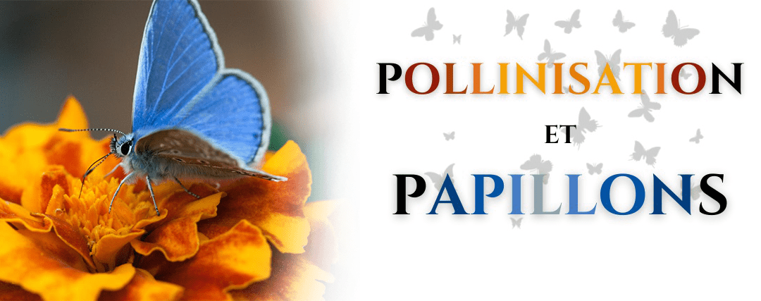 pollinisation et papillon