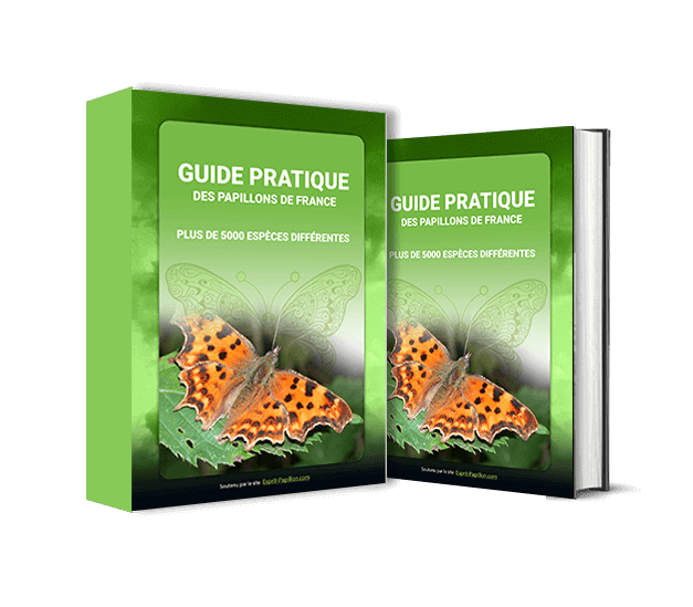 EBook-papillon-pdf